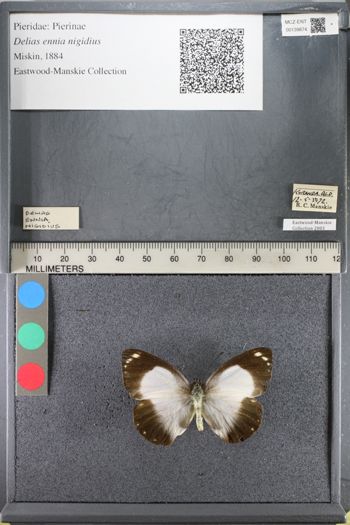 Media type: image;   Entomology 139874